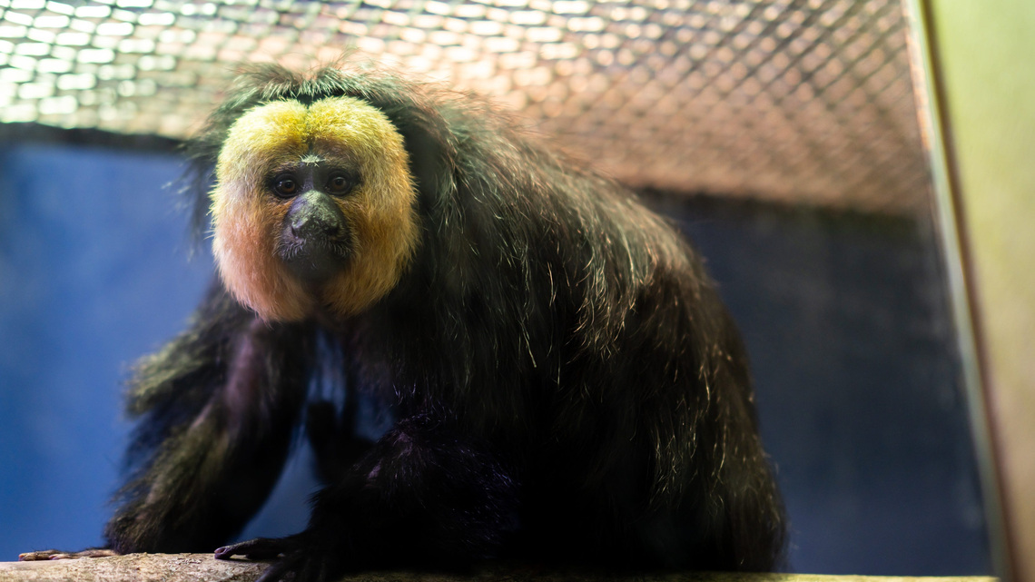 Akron Zoo earns top global honor for animal care