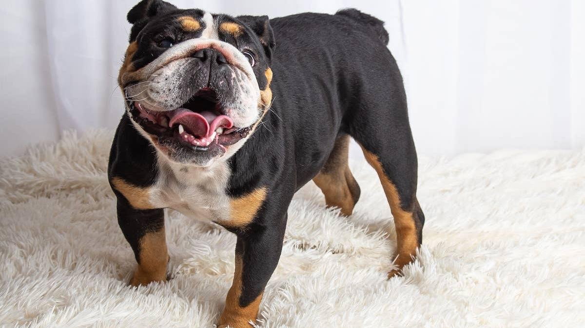 Black-and-white Bulldog on a blanket. 