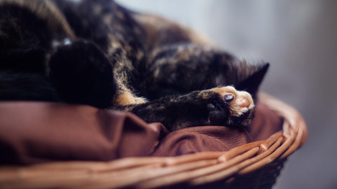 Maine Coon Kitten's Chunky Highlights Are Sun-Kissed 'Purrfection' 