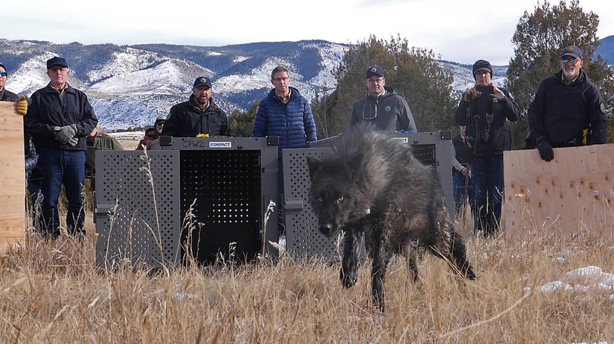 Colorado Parks and Wildlife released five gray wolves onto public land in Grand County, Colorado on Dec. 18, 2023. (Colorado Parks and Wildlife/TNS)