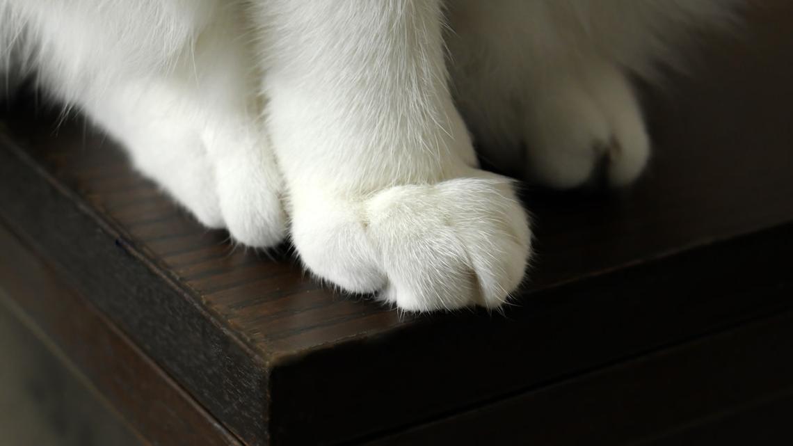 Super Sweet ‘Polar Bear Maine Coon' Has the Prettiest Fur 