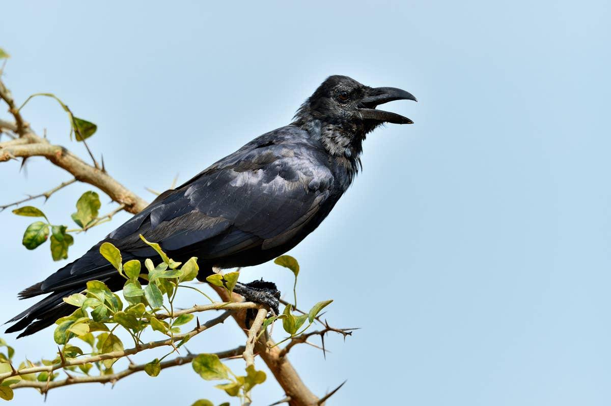  A crow on a branch outside of someone's home. 
