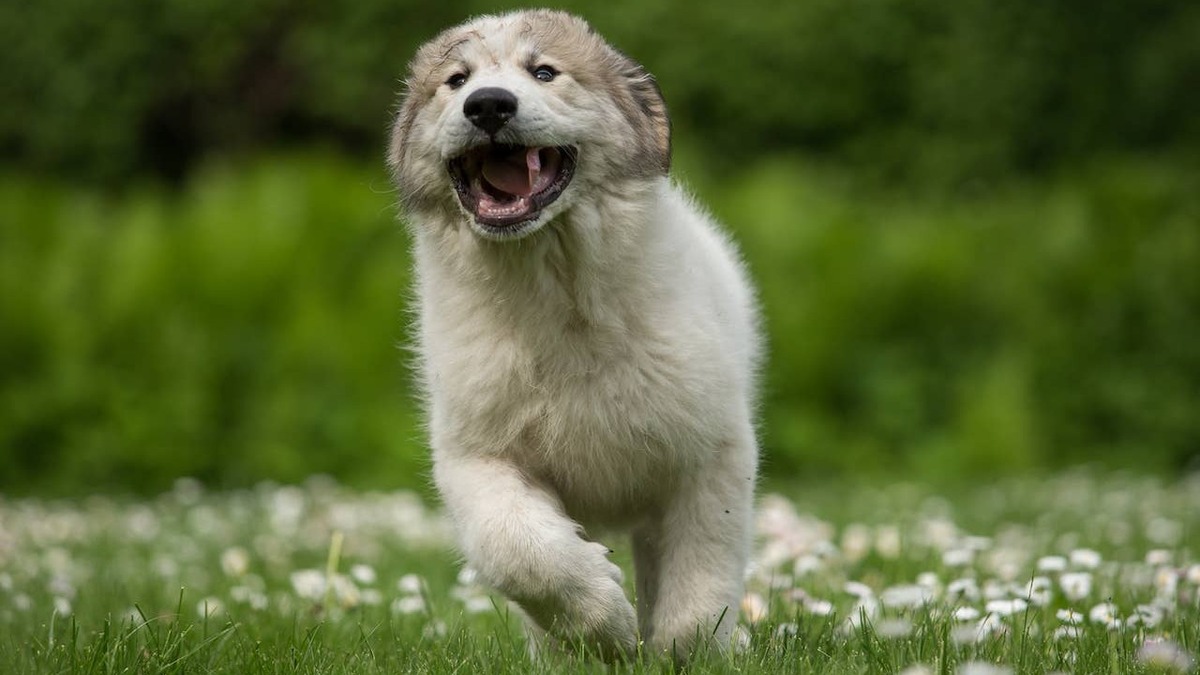 Great Pyrenees puppy running through field.
