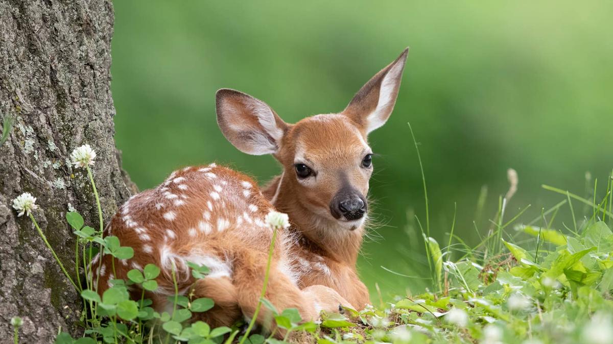Deer fawn sitting beneath a tree.