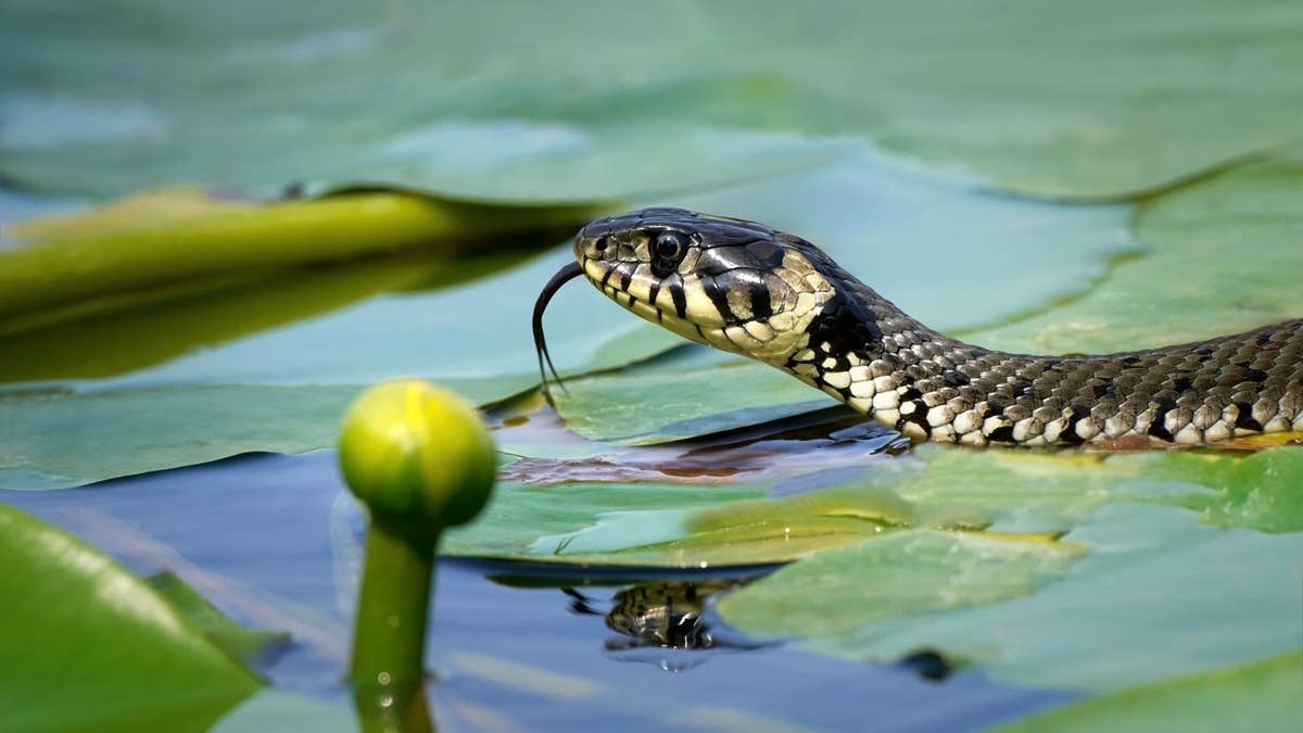 Water snake sightings are common in Michigan lakes. 