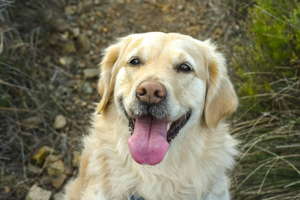  A Golden Retriever with a happy, relaxed smile that shows its friendly nature.
