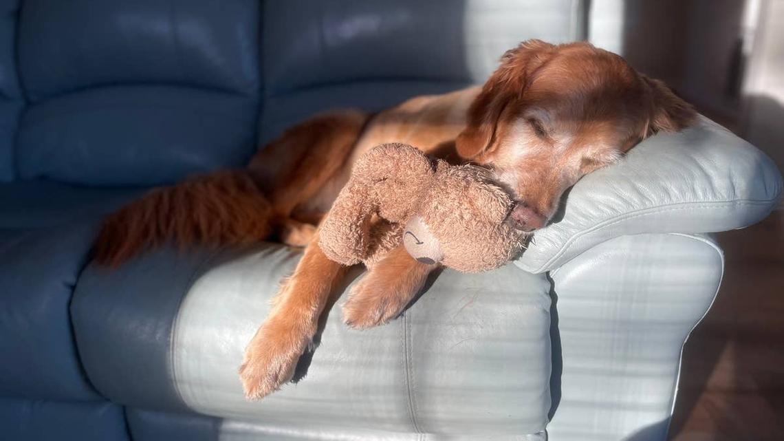 This Golden Retriever Just Wanted to Cuddle, and We Are in Tears 