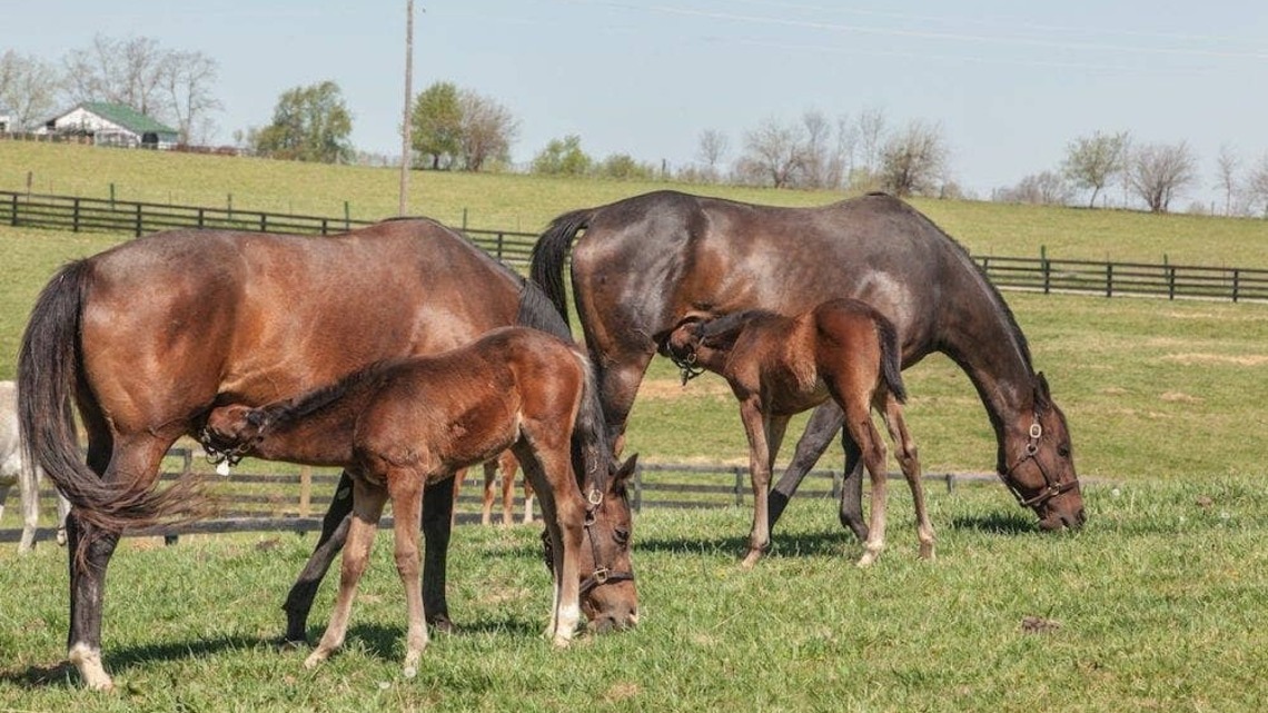 California Broodmare Enhancement Program Extended 