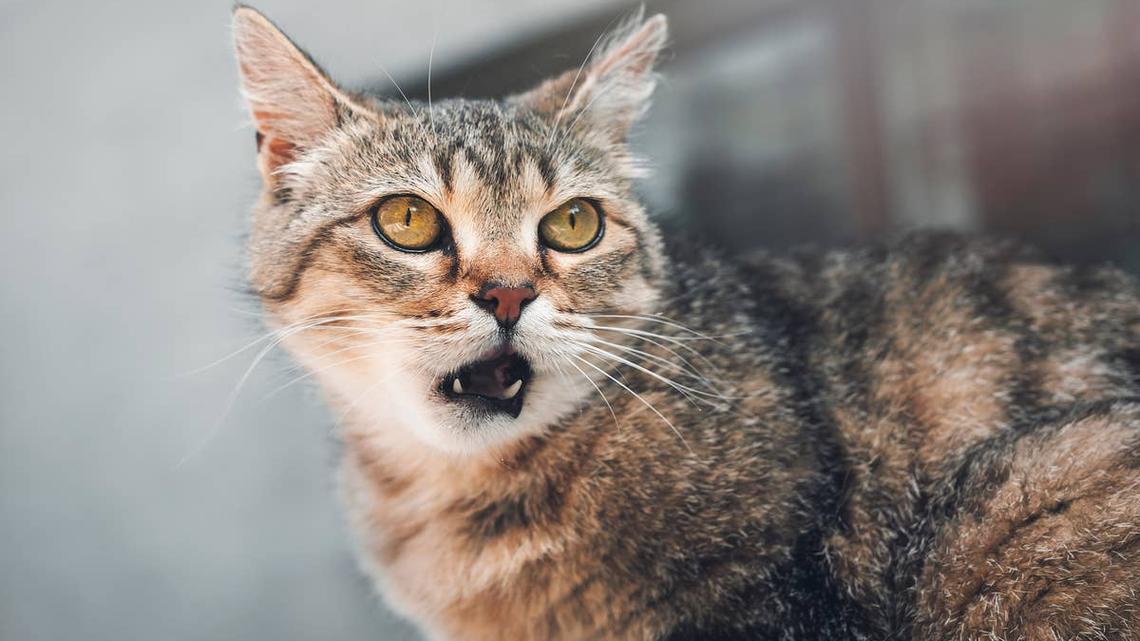 Retired Barn Cat Meets a Taxidermy Bobcat-Then Things Get Weird 