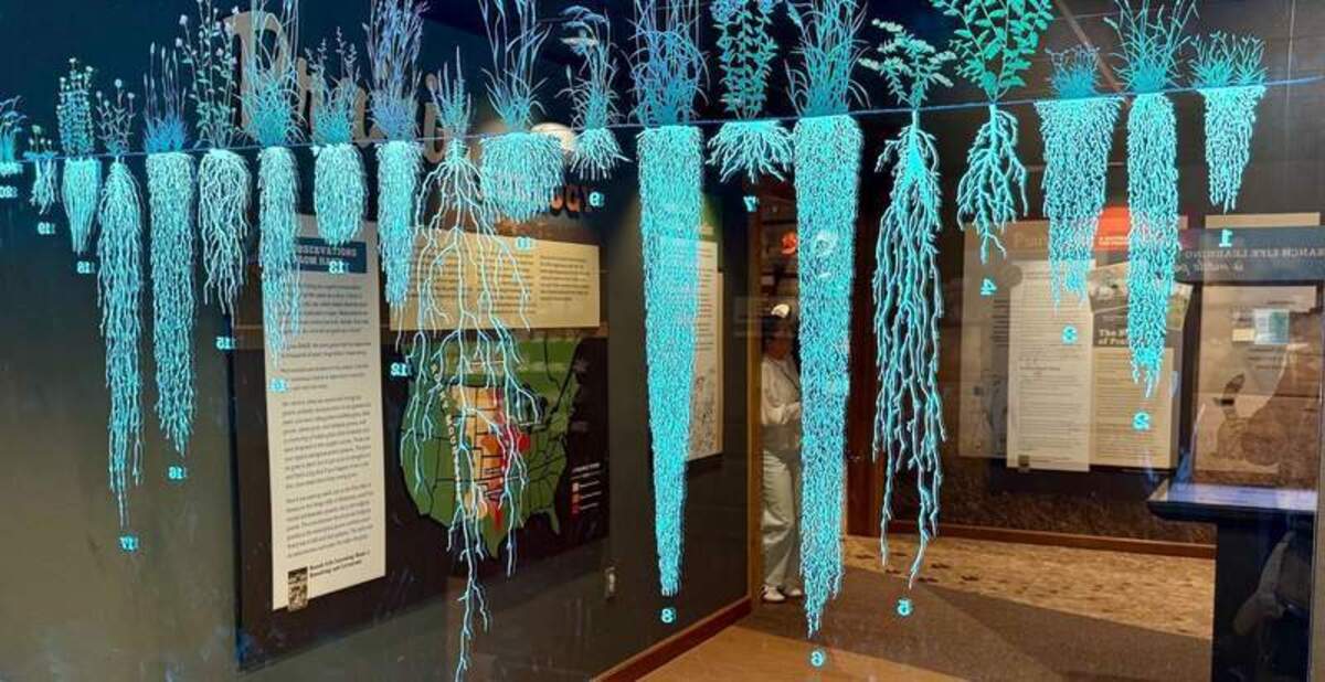  Painted glass to show the depth of plant roots is just one creative teaching style at the National Ranching Heritage Center in Lubbock. Photo credit: Christine Tibbetts 