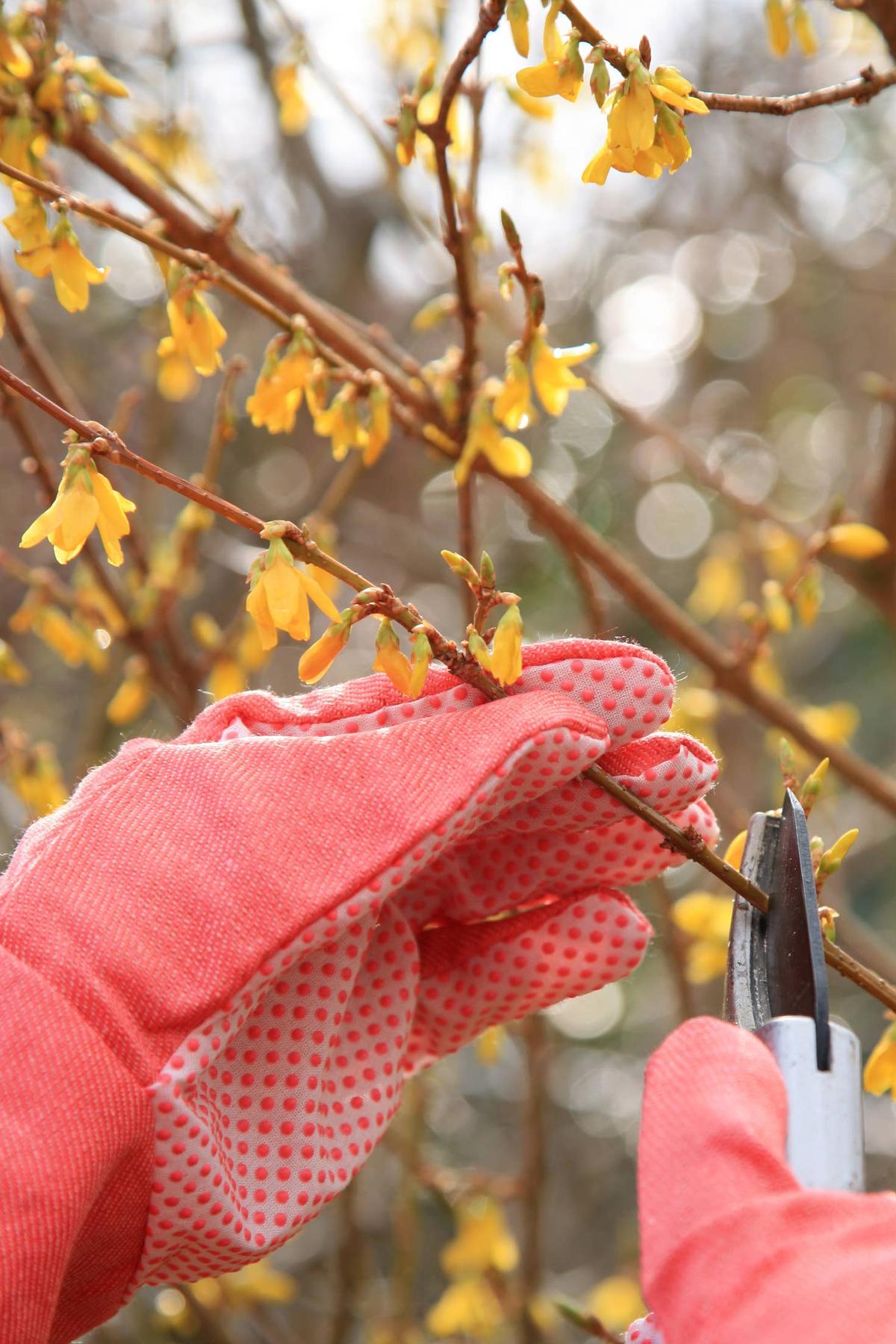  My wife trimming the forsythia bush in our garden. Work to do in spring.