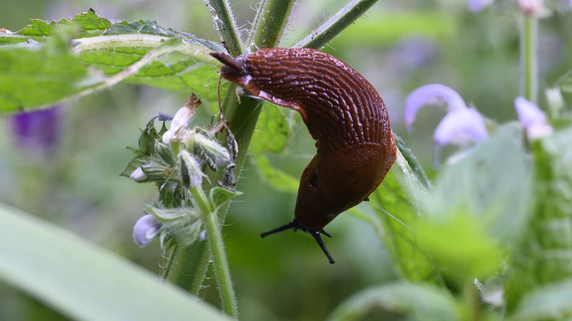 Slugs are nocturnal feeders love the tender leaves and petals of new plants.