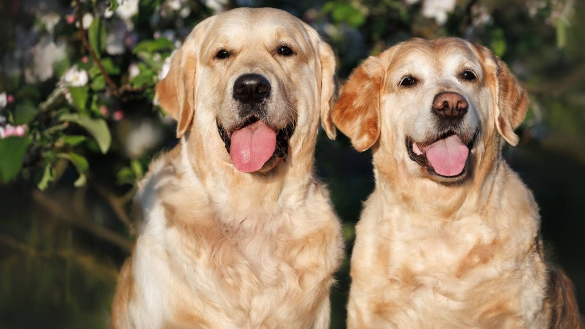 golden retrievers.