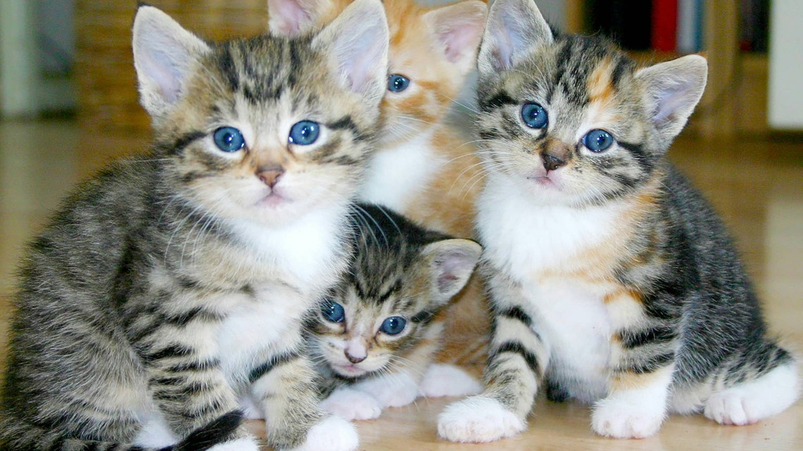 Maine Coon Mom's 'Printer Runs Out of Ink,' and the Resulting Kittens Are a Work of Art 