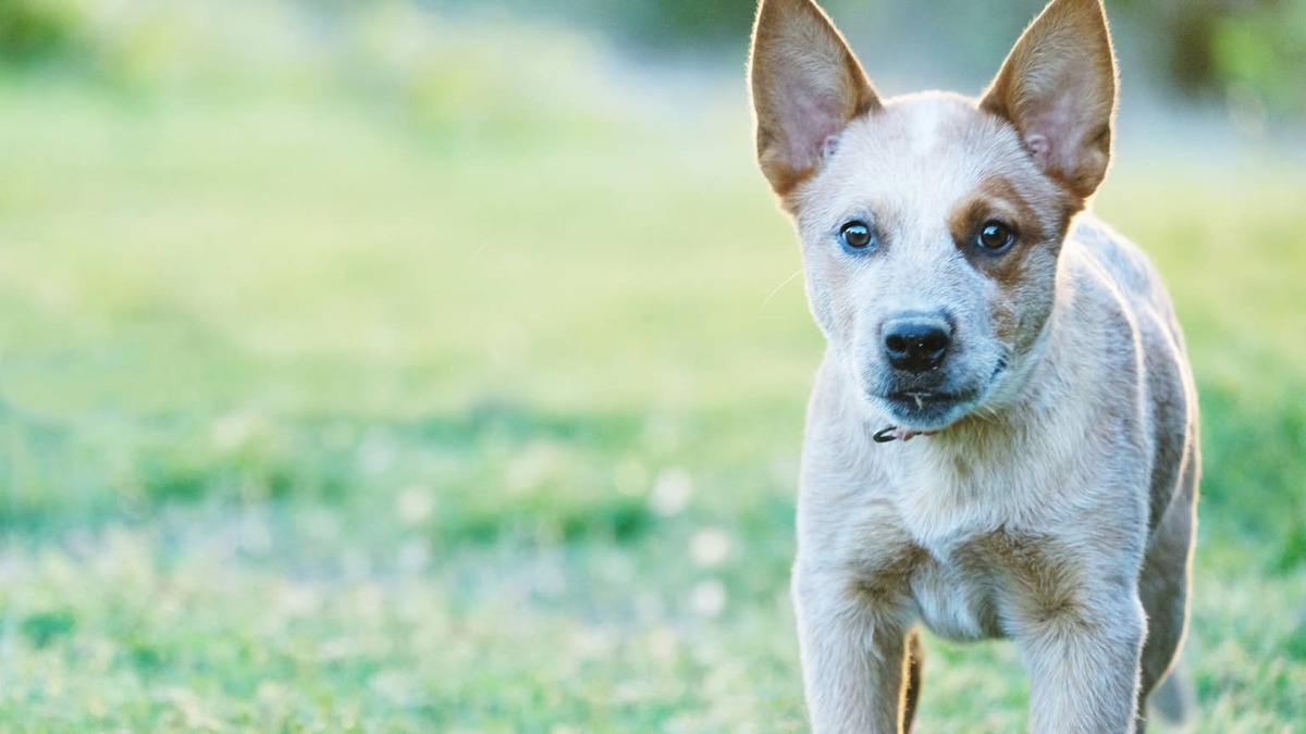 Australian Cattle Dog puppy outside.