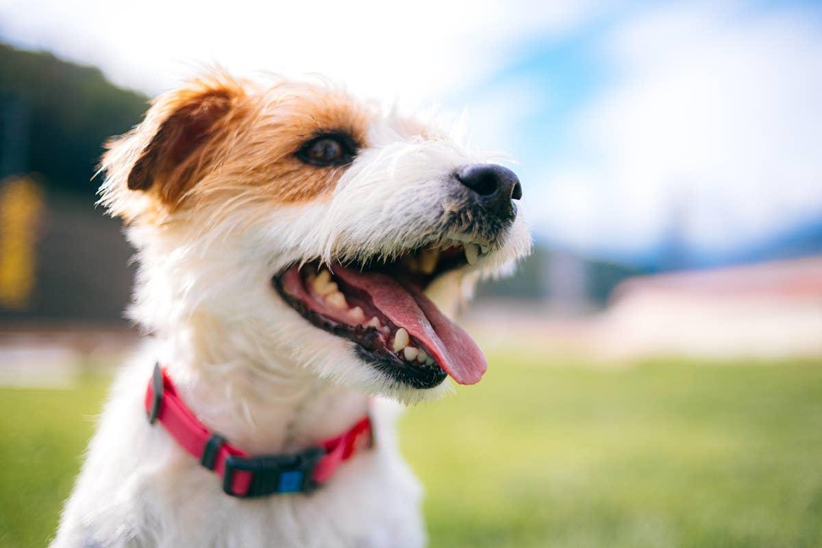  A small energetic dog breed smiling.