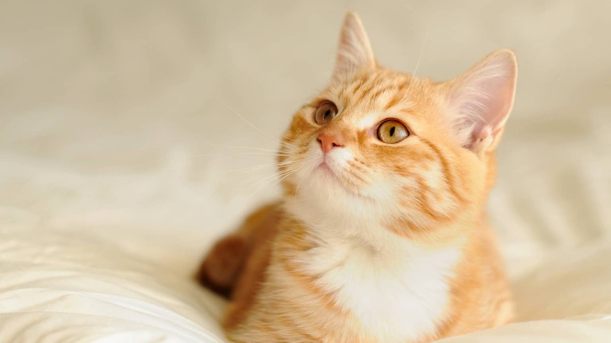A little Orange Cat looks curious.