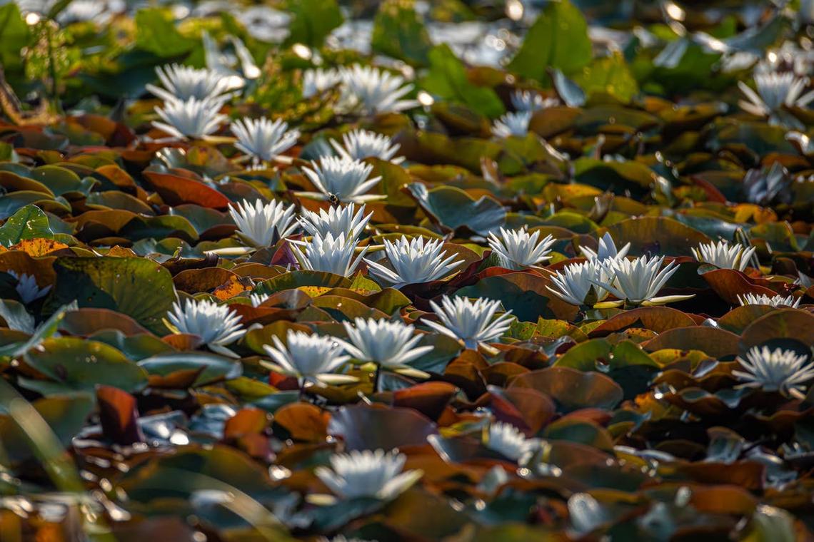  Pocosin Lakes National Wildlife Refuge is known for rattlesnake activity in North Carolina. 