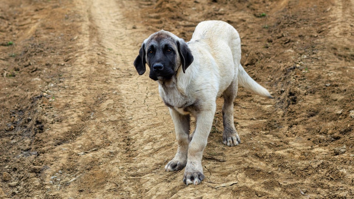 Anatolian Shepherd Puppy Is Already Gentle With Baby Chicks 