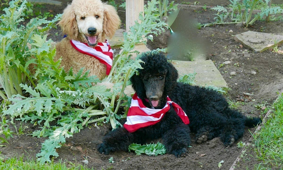  Two happy dogs who were digging up dirt in their owner's garden.