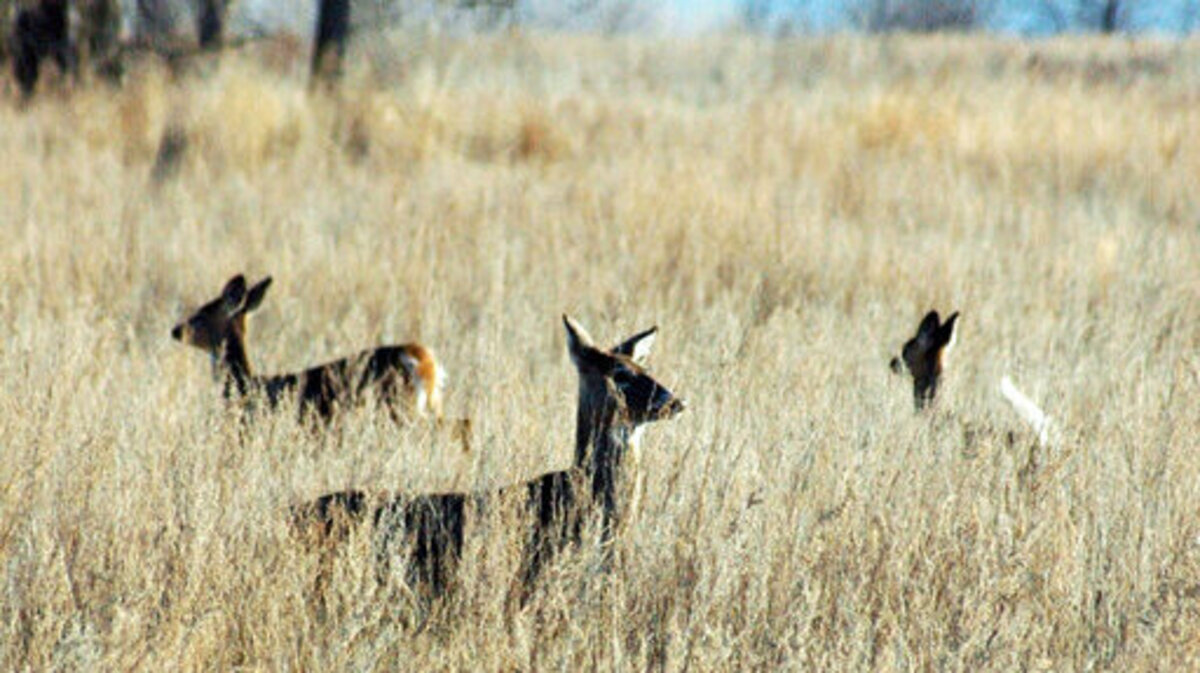 FILE - In this April 19, 2012, file photo, deer walk in a field near Bismarck, N.D. Deer hunting licenses in North Dakota are taking a big jump this year. The Game and Fish Department is issuing 65,500 licenses for white-tailed deer and mule deer, up 19 percent from 2018. and the fourth consecutive year of an increase. Game and Fish this year also is fully lifting restrictions on mule deer doe hunting in the west that were implemented eight years ago following a string of harsh winters.