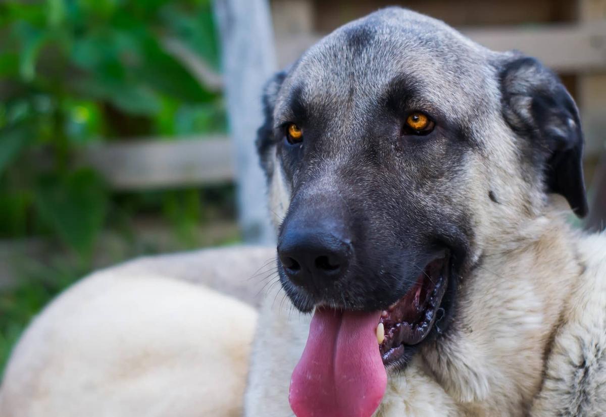  Anatolian Shepherd Dog.