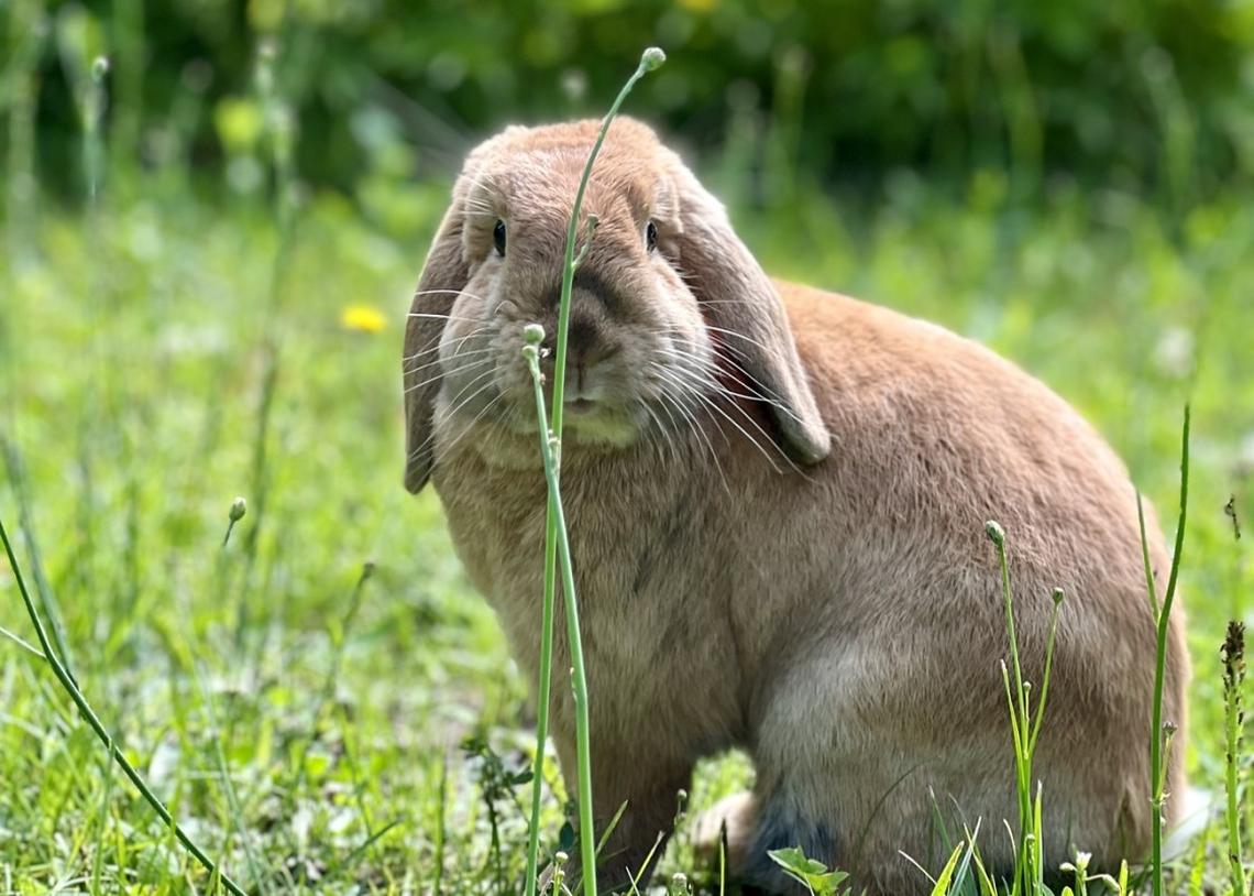  A red rabbit sitting in the grass. 
