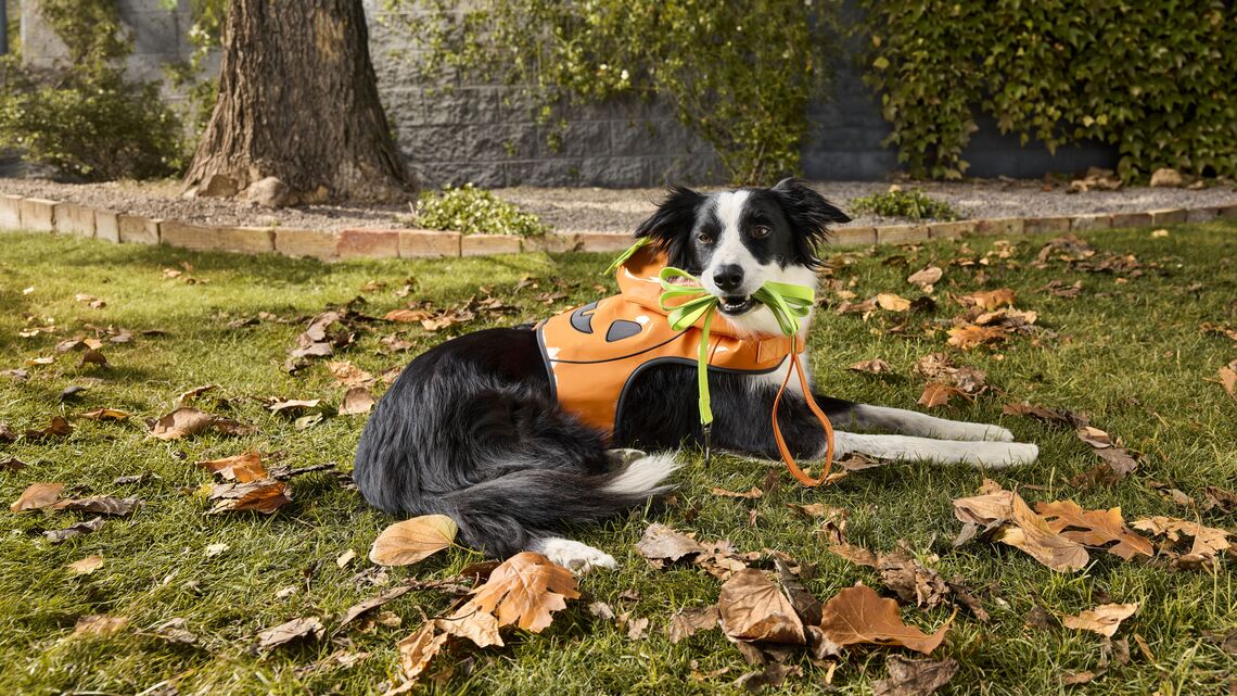 Spooky-Cute Halloween Costumes for Pets at PetSmart - From $10 