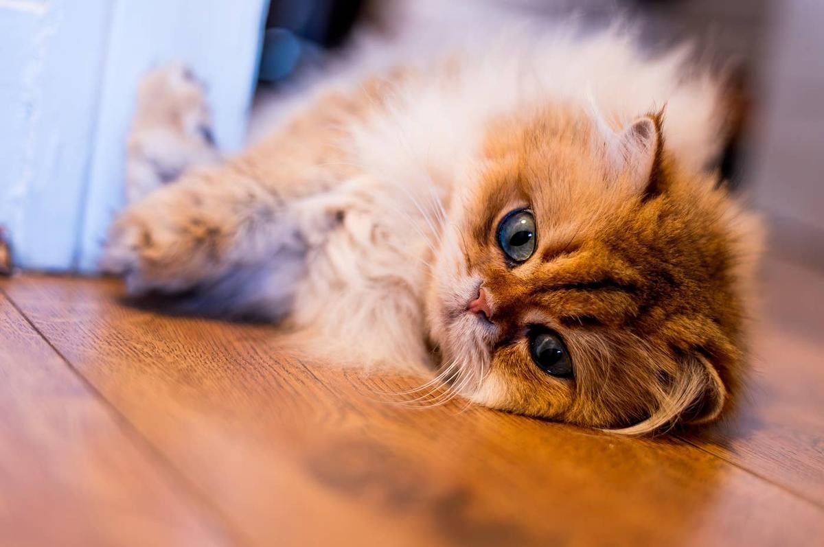  A British Longhair cat lying on a wooden floor.