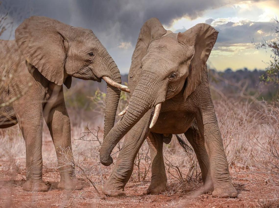  (Photo by Frans van Heerden via Pexels) 