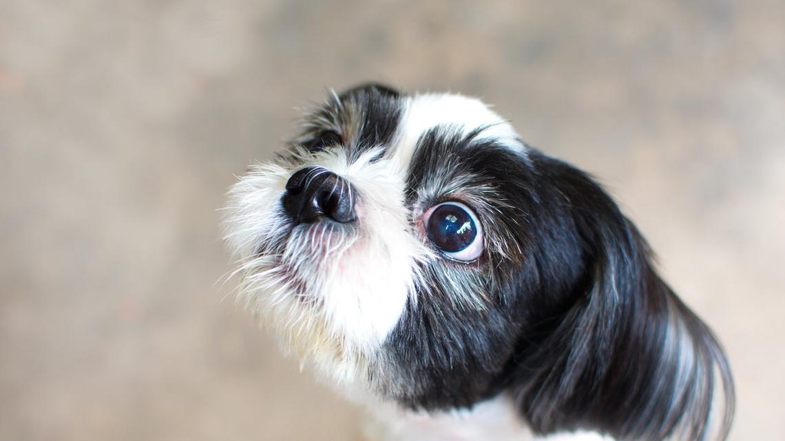Foster Shih-Tzu's Specific Way of 'Demanding Attention' Is the Sweetest 