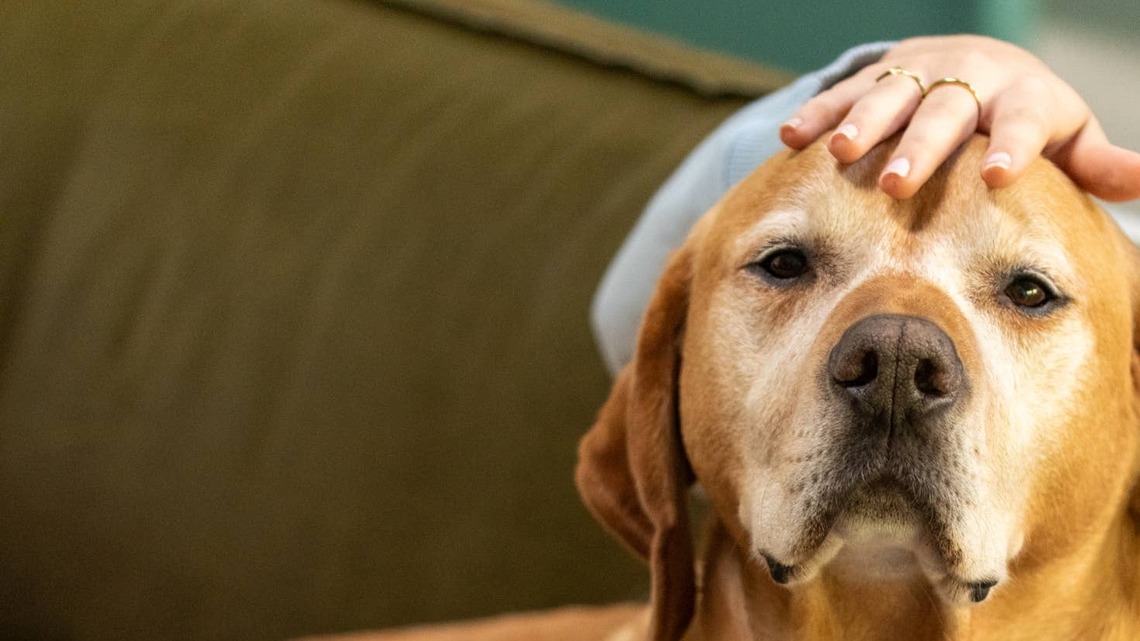 Labrador Mix Completely Relaxes During Musical Therapy Session With Mom 