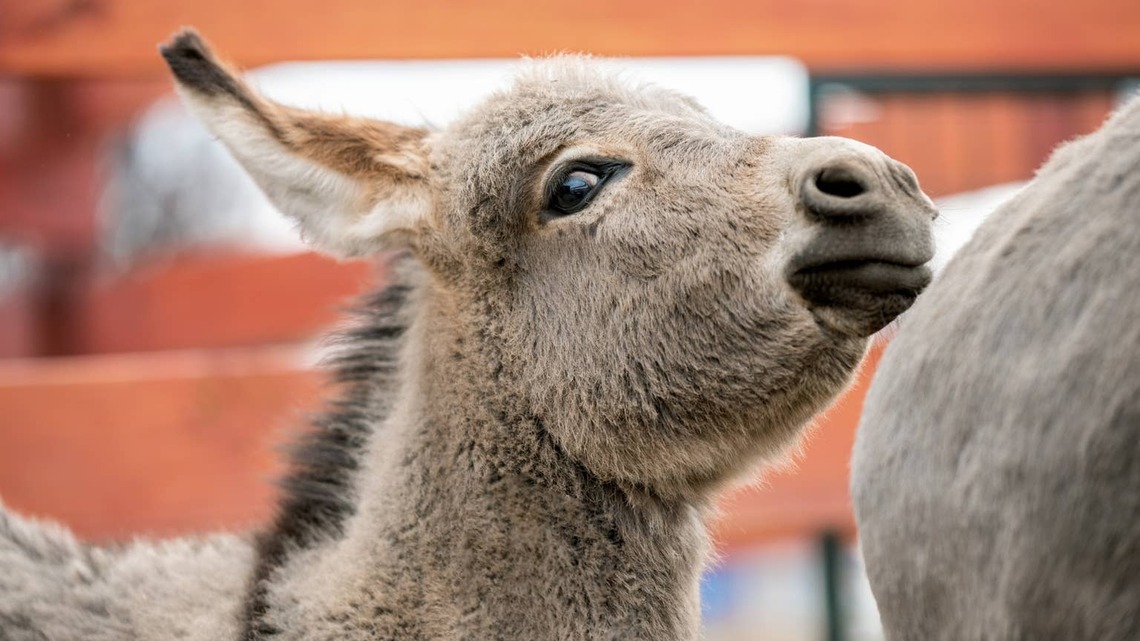 This Baby Donkey Thinks He's a Parkour Pro-and It's Hilarious 