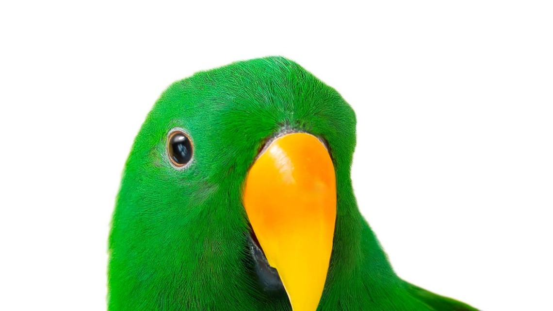Adorable Parrot Harmonizes With Mom Like a Pro Opera Singer 