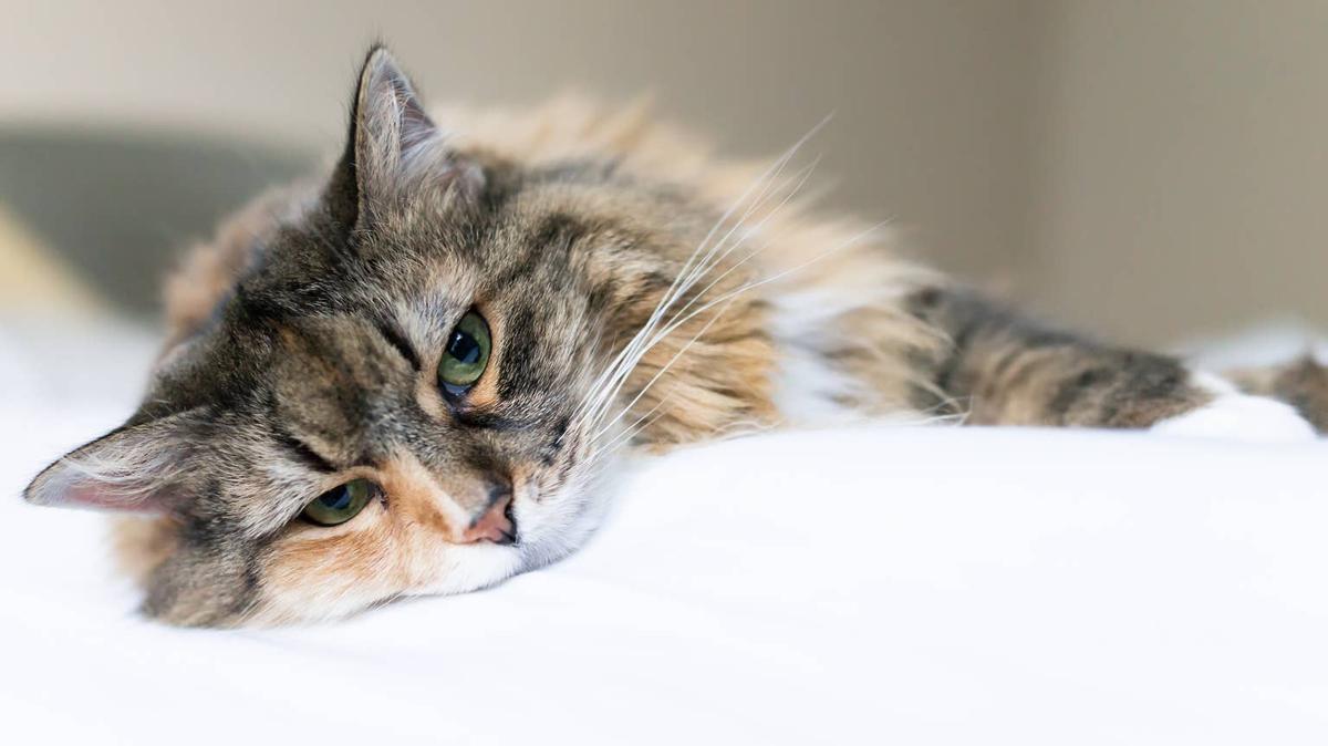 Calico cat lying down. 