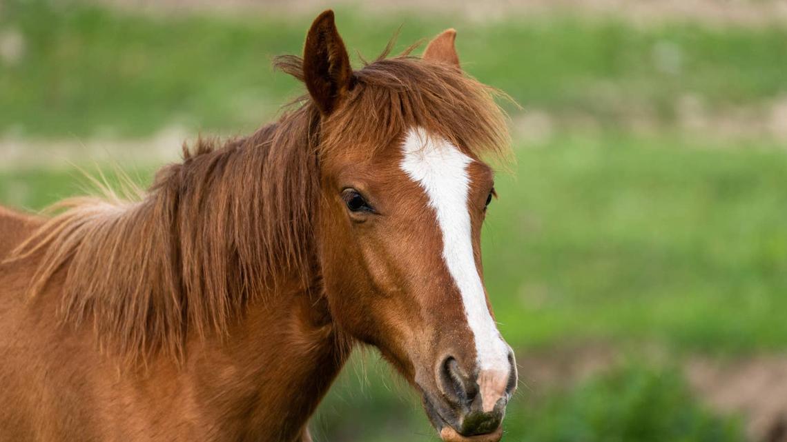 A Horse Greets Her Mom in the Most Magical Way Possible 
