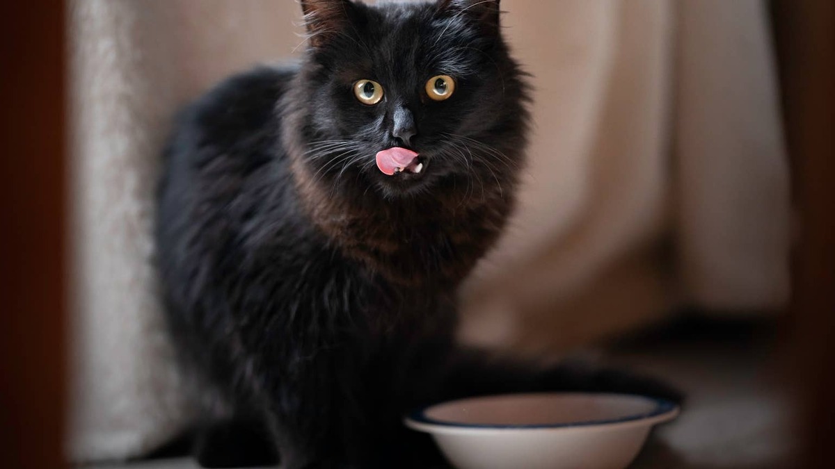 Black cat sitting by her food bowl. 