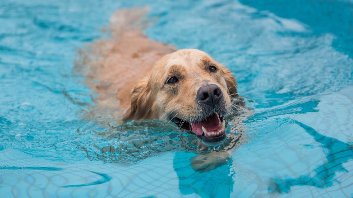 Golden Retriever Is the Cutest Pool Trespasser in the Neighborhood 
