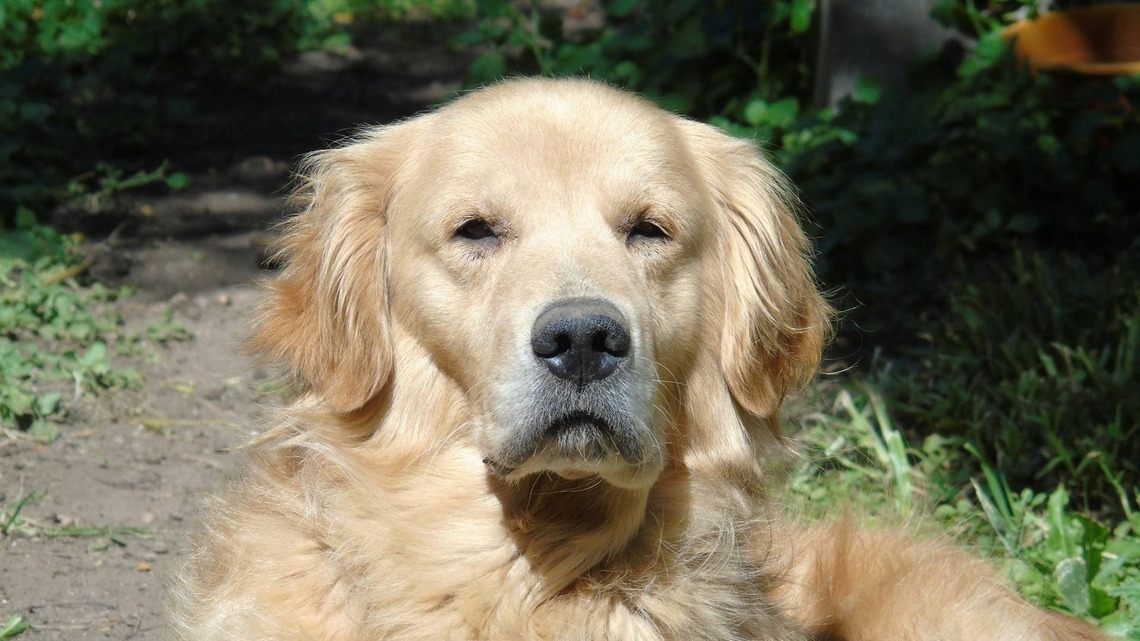 Golden Retriever Is the Most Patient Big Brother With New Shih-Tzu Puppy 