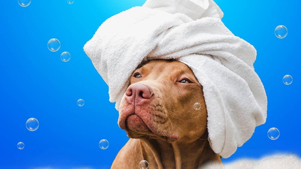 Pit Bull Won't Get in the Tub Unless 'Her Song' Is On and It's So Relatable 