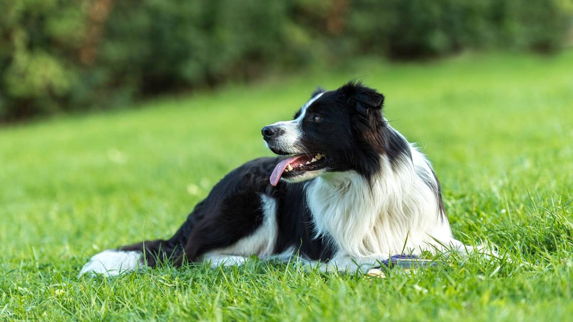 This Border Collie's Jump Rope Skills Stole the Show at Boston Celtics Game 