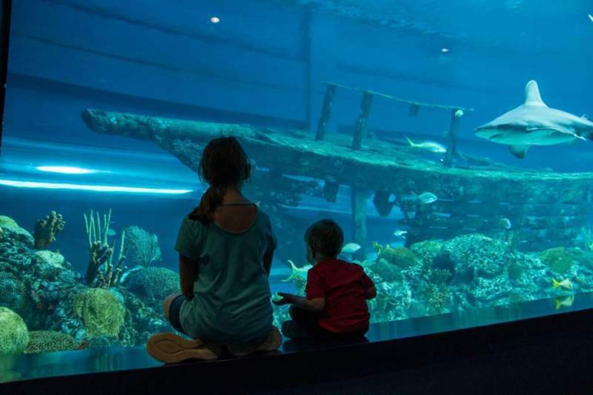  My kids mesmerized by the Texas State Aquarium Photo credit: Phylicia Stitzel 
