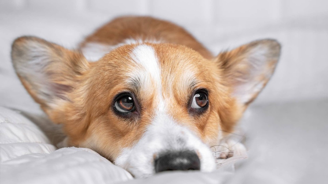 This Corgi Tried Out His New Bassinet, and We Think He Loves It 