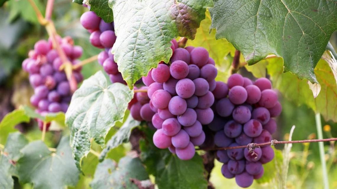 AI-powered grape ripeness detector aims revolutionize wine industry