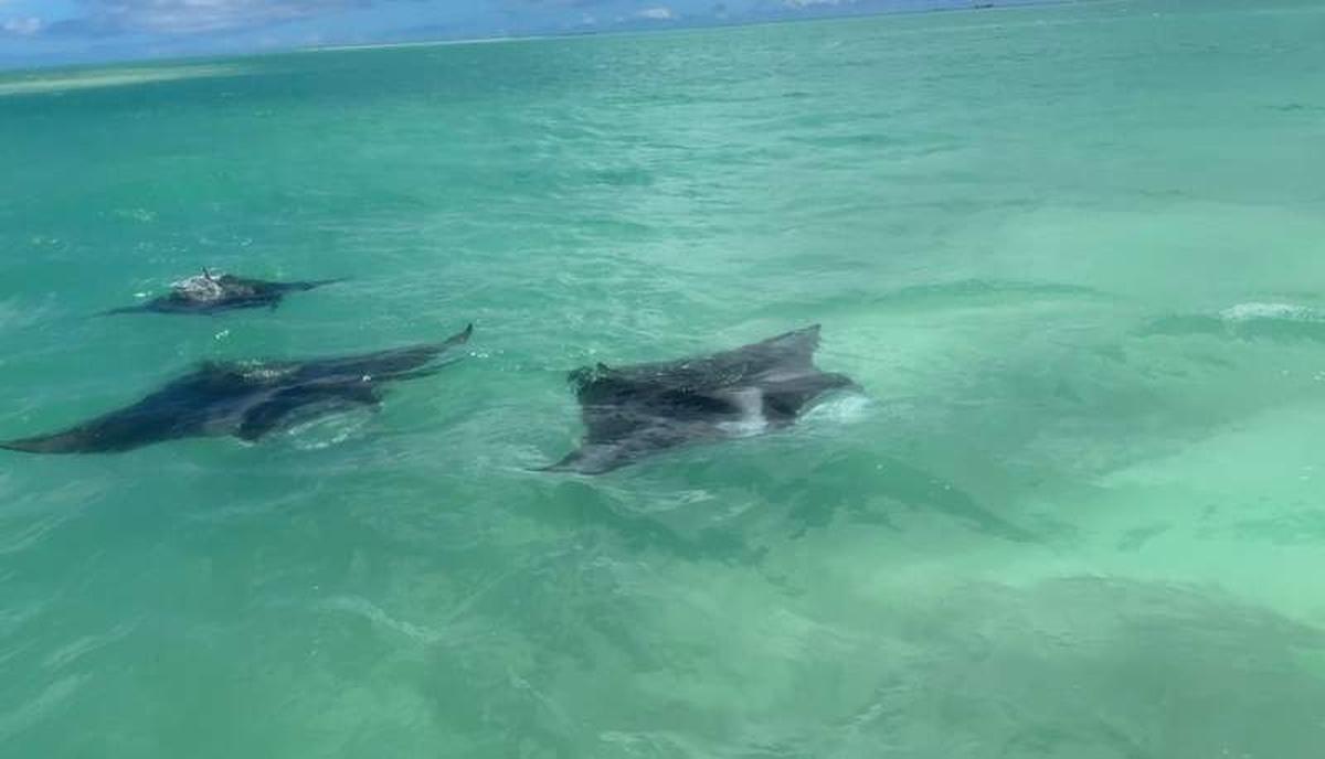  Manta rays gather in the plankton rich lagoon. Photo credit: Kinga Philipps 
