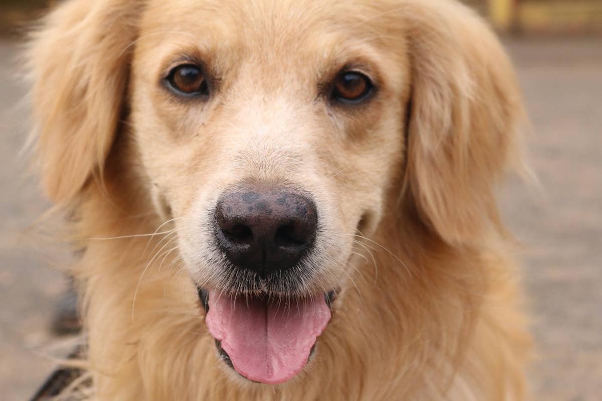  A Golden Retriever standing really close to the camera.