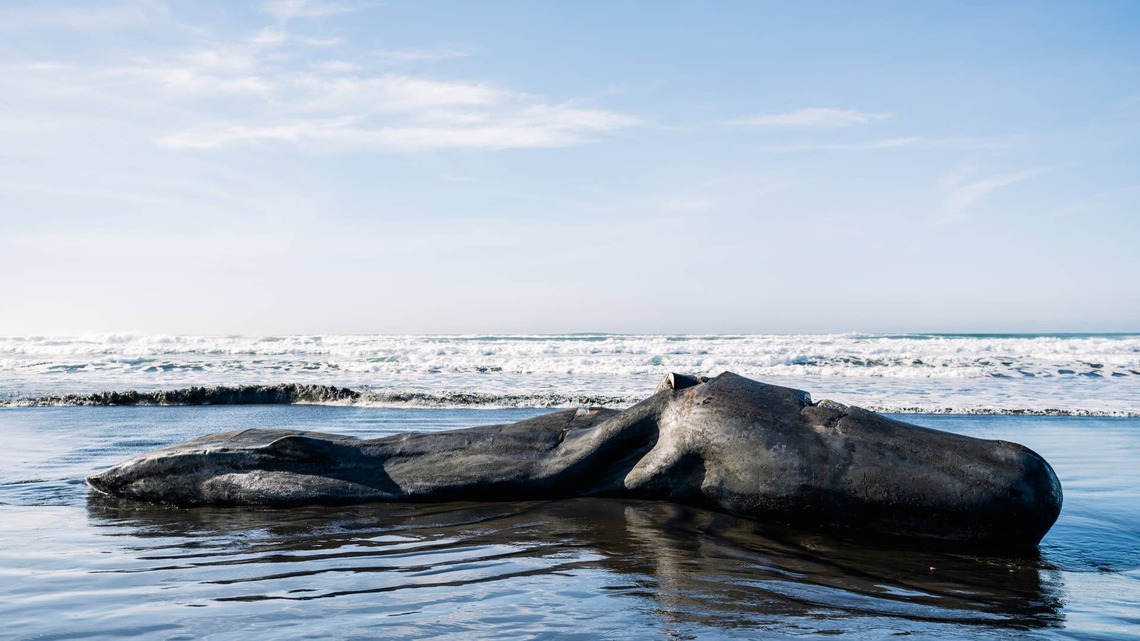 In 1970, Oregon highway crews packed a dead 45-foot sperm whale with a half-ton of dynamite; the blast rained blubber on spectators and crushed a new car a quarter-mile away 