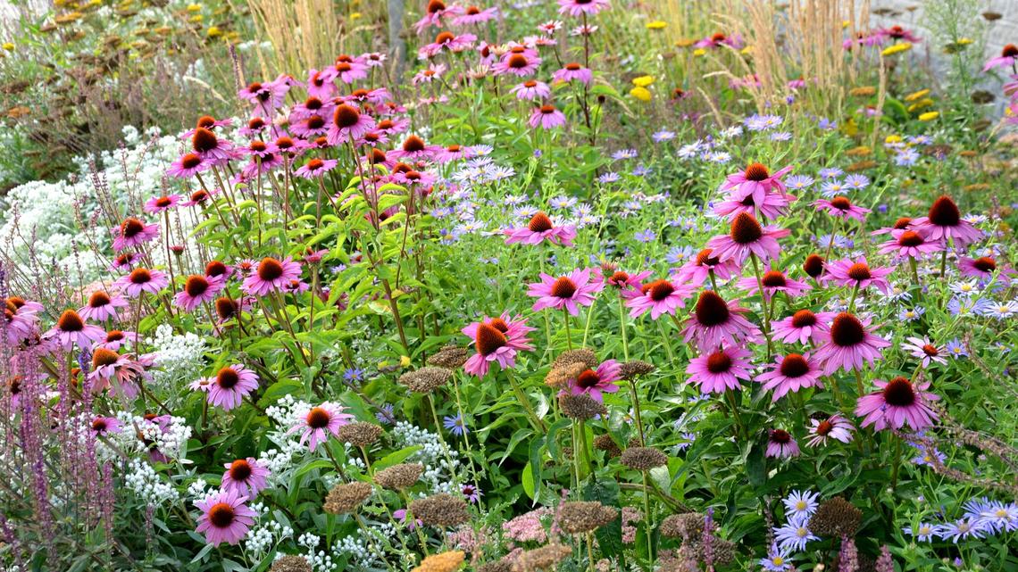 What is a Native Garden and How to Grow One 