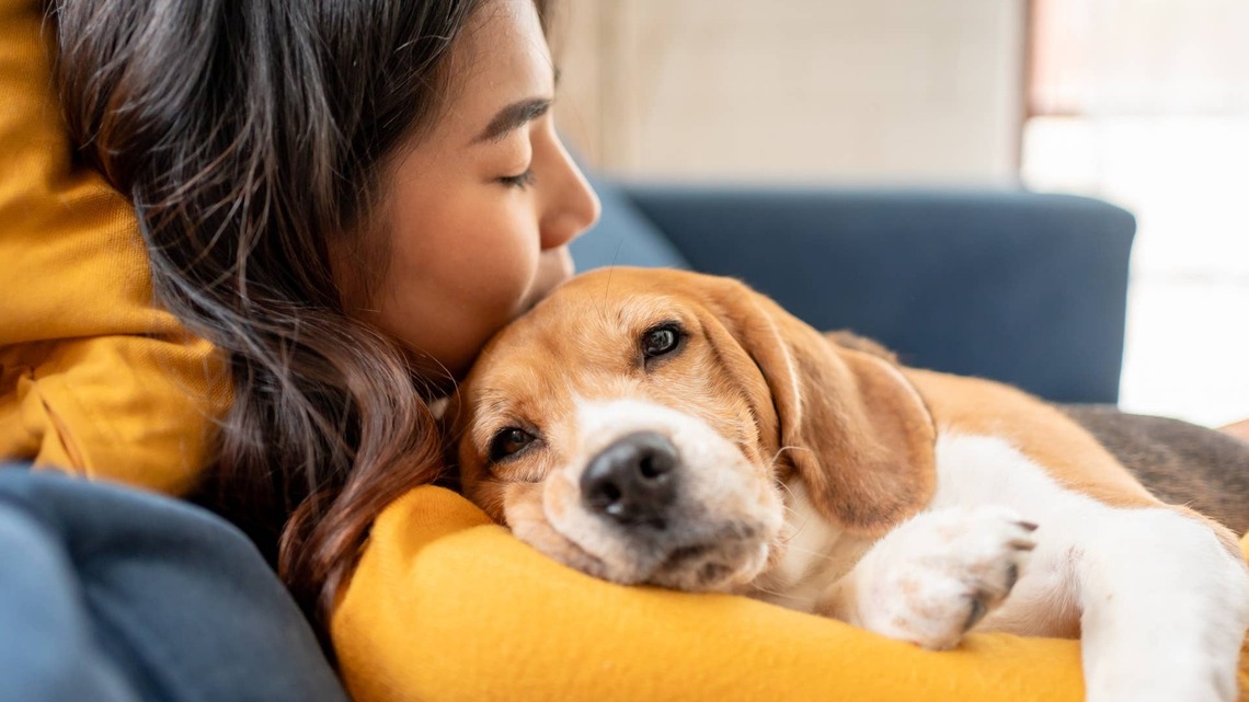 Terrified Lab Beagle Learns To Trust Foster Mom-'He's Getting Braver Every Day' 