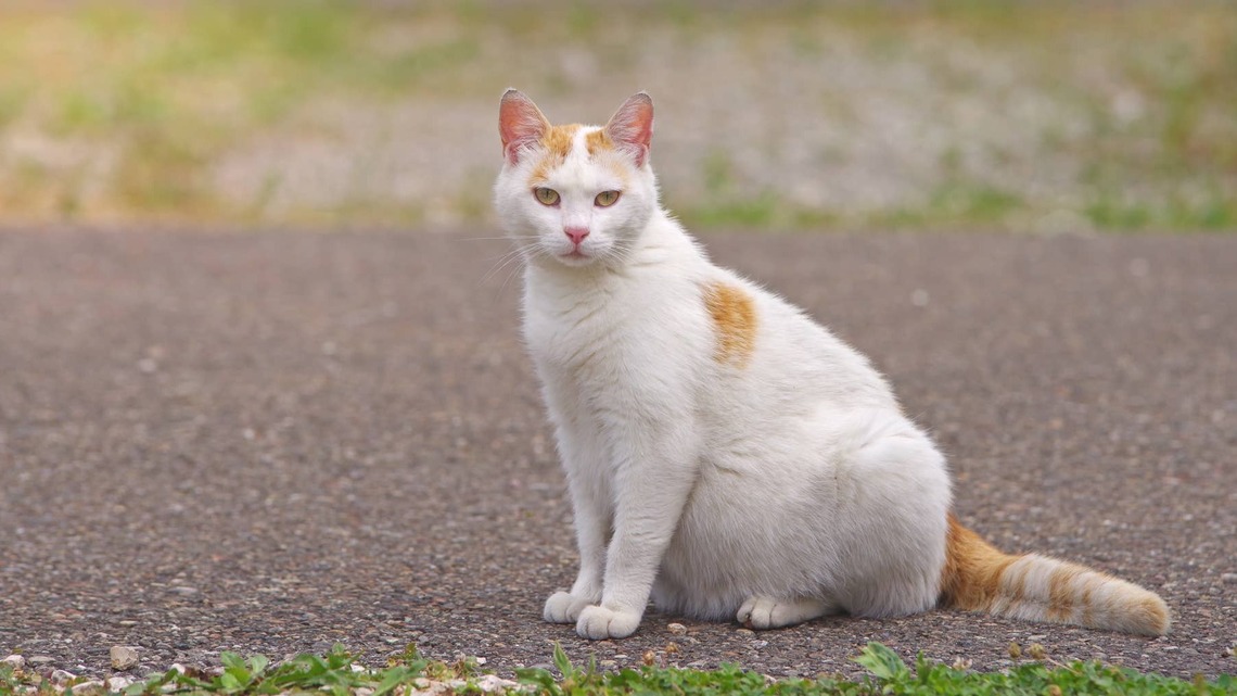 Very Pregnant Feral Cat ‘Picks New Mom' Days Before Giving Birth 